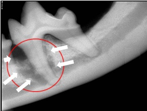 http://advpetcareclinic.com/wp-content/uploads/2013/02/dental-xray-tooth.jpg
