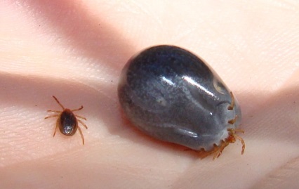 https://upload.wikimedia.org/wikipedia/commons/c/c0/Tick_before_and_after_feeding.jpg